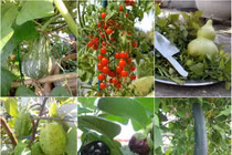 Đã mắt sân thượng la liệt rau quả sạch giữa phố Đà Nẵng