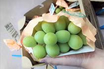 Mạnh tay chi cả triệu mua chùm nho mẫu đơn ngon nhất thế giới