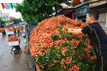 Vải thiều Bắc Giang đã xuất đi hơn 30 nước, giá trị 153 triệu USD