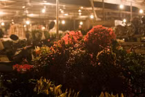 Video: Chợ hoa Quảng Bá trong phiên cuối của năm cũ 