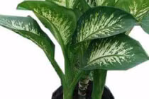 Video: Lưu ý loạt cây cảnh có độc cần tránh dịp Tết