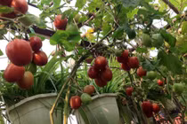 Khu vườn treo trên tầng 4 “vạn người mê” của cô giáo Hà Nội