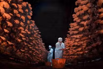 Choáng váng trại nấm linh chi “khủng” của kỹ sư về vườn