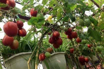 Khu vườn treo trên tầng 4 “vạn người mê” của cô giáo Hà Nội