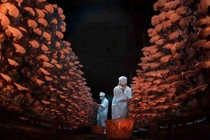 Choáng váng trại nấm linh chi “khủng” của kỹ sư về vườn