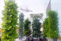 Vô địch Sài thành: 1m² thu 40kg rau sạch là chuyện thường