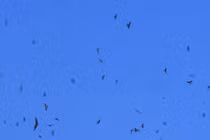  Đua xây nhà lầu nuôi chim yến giữa thành phố