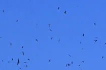  Đua xây nhà lầu nuôi chim yến giữa thành phố