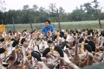 Đàn vịt biển nghìn con của cựu chiến binh Gạc Ma 