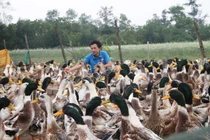 Đàn vịt biển nghìn con của cựu chiến binh Gạc Ma 