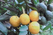 Cam sành "độc dị", ra trái 2 màu, giá nửa triệu/quả