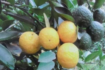 Cam sành "độc dị", ra trái 2 màu, giá nửa triệu/quả