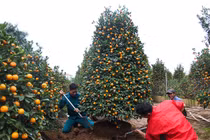 Ảnh: Trời rét buốt, nhiều người vẫn kéo nhau chọn mua quất cảnh