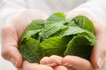 “Thần dược” chữa bệnh mang tên bạc hà