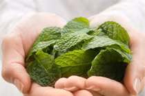 “Thần dược” chữa bệnh mang tên bạc hà