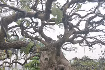 "Cụ" me bonsai trăm tuổi được rao bán gần 200 triệu ở Đồng Nai