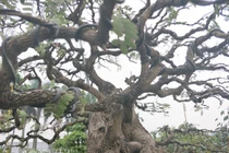 "Cụ" me bonsai trăm tuổi được rao bán gần 200 triệu ở Đồng Nai