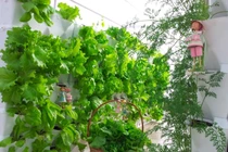 Nhà chung cư chật chội muốn trồng rau xanh thì làm thế nào?