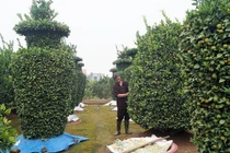 Quất kiểng khổng lồ, hình dị, giá chục triệu đón Tết 2018