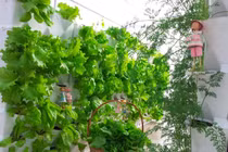 Nhà chung cư chật chội muốn trồng rau xanh thì làm thế nào?