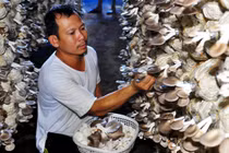 Tiền tiêu rủng rỉnh cả năm nhờ trồng loại cây hấp dẫn này