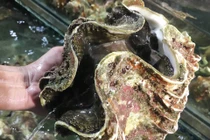 Đại gia Hà thành ăn ốc "vô địch" toàn cầu: 10kg, giá 4 triệu