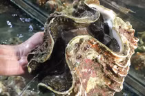 Đại gia Hà thành ăn ốc "vô địch" toàn cầu: 10kg, giá 4 triệu