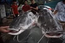 Đại gia xẻ thịt cặp cá lăng 200kg làm đại tiệc mời khách