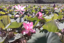 Những cánh đồng sen “hái ra tiền” ở Duy Xuyên, Quảng Nam