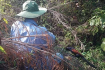 Tận diệt chim rừng mùa sinh sản: Đam mê hay tội ác?