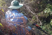 Tận diệt chim rừng mùa sinh sản: Đam mê hay tội ác?