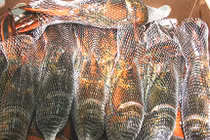 Tôm hùm Canada: Giá rẻ bất ngờ, chị em ăn thỏa thích