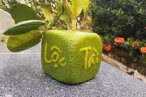 Quả bưởi vuông kỳ lạ lần đầu tiên xuất hiện ở Việt Nam