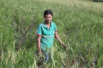 Bí ẩn thương lái mua bông lúa non, mua cả... gốc rạ để làm thuốc