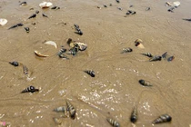 Sau cá, đến lượt ngao chết trắng dọc bãi biển