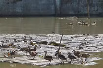 Điểm danh những trang trại kỳ cục nhất Hà Nội