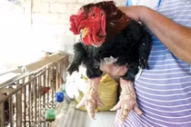 Thương lái Trung Quốc thu gom gà Đông Tảo nhiều bất thường