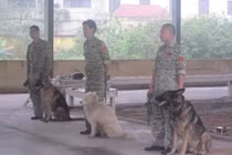 Chán chơi chó cảnh, đại gia Việt sắm chó "vệ sỹ"