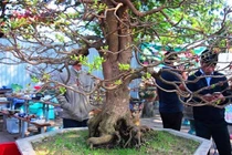 Nườm nượp người đến ngắm cụ mai 130 tuổi, rao bán hơn nửa tỷ