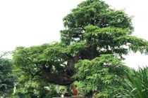 Bộ 3 "chúa cảnh" hét giá hơn 5 tỷ trước Tết giờ ra sao?