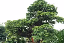 Bộ 3 "chúa cảnh" hét giá hơn 5 tỷ trước Tết giờ ra sao?