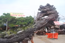 Xem những tuyệt tác cây cảnh bạc tỉ đọ dáng