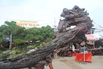 Xem những tuyệt tác cây cảnh bạc tỉ đọ dáng