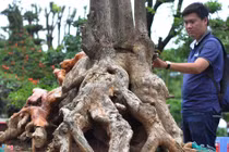 Gốc vú sữa kỳ quái giá 120 triệu ở hội thi bonsai