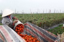Chuyện lạ đời ở Nghệ An: Nông dân khóc ròng vì cà chua... được mùa