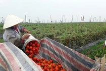 Chuyện lạ đời ở Nghệ An: Nông dân khóc ròng vì cà chua... được mùa