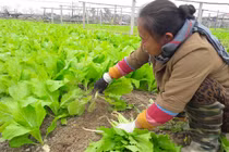 Su hào, củ cải phải nhổ bỏ, vẫn nhập 3.000 tấn từ TQ