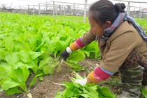 Su hào, củ cải phải nhổ bỏ, vẫn nhập 3.000 tấn từ TQ