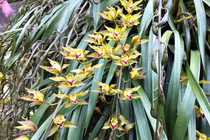 Địa lan Sa Pa có gì đẹp mà đại gia sẵn sàng chi trăm triệu?