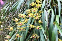 Địa lan Sa Pa có gì đẹp mà đại gia sẵn sàng chi trăm triệu?